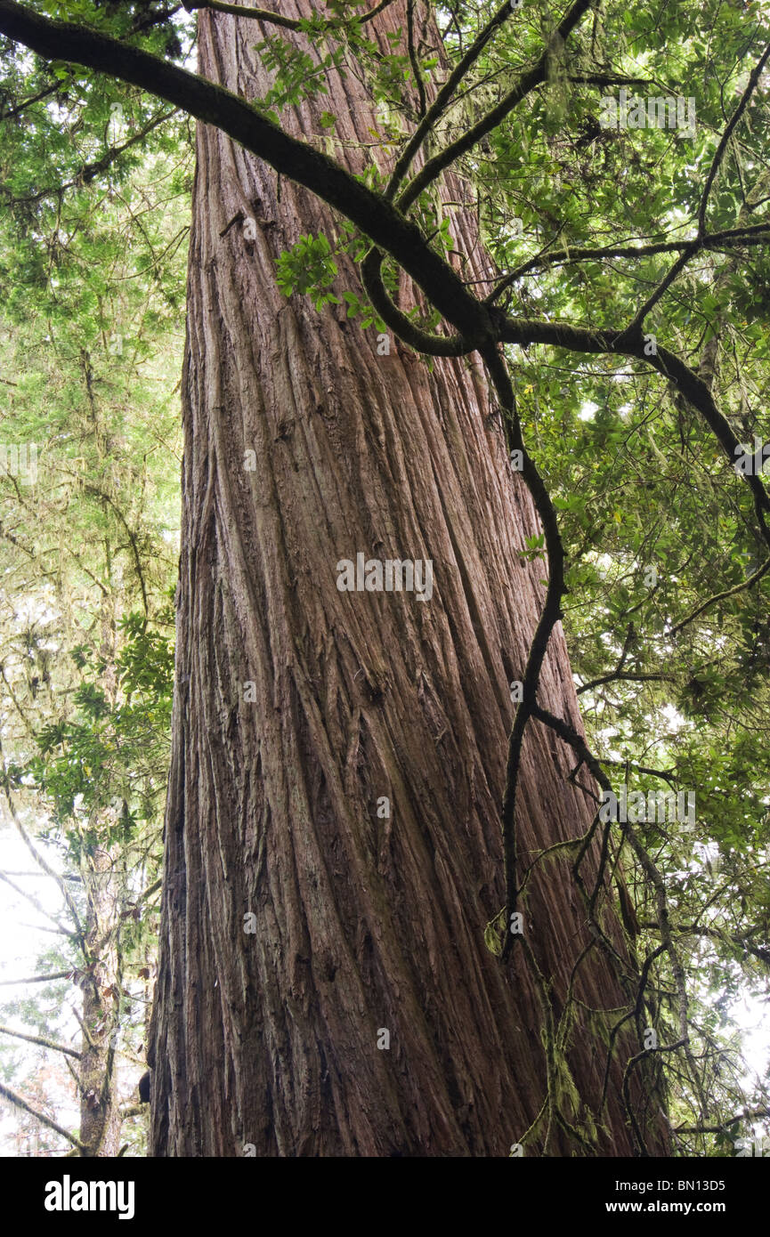 Riesigen Redwood-Bäume und Wald California Coast Redwoods National Park Stockfoto