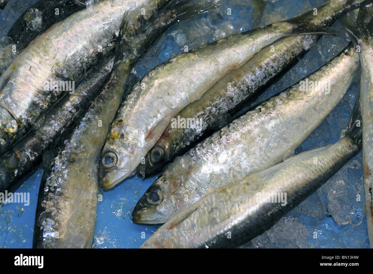 Sardine Sardine Meeresfrüchte Fisch zu fangen, auf blaue Eis Hintergrund Stockfoto