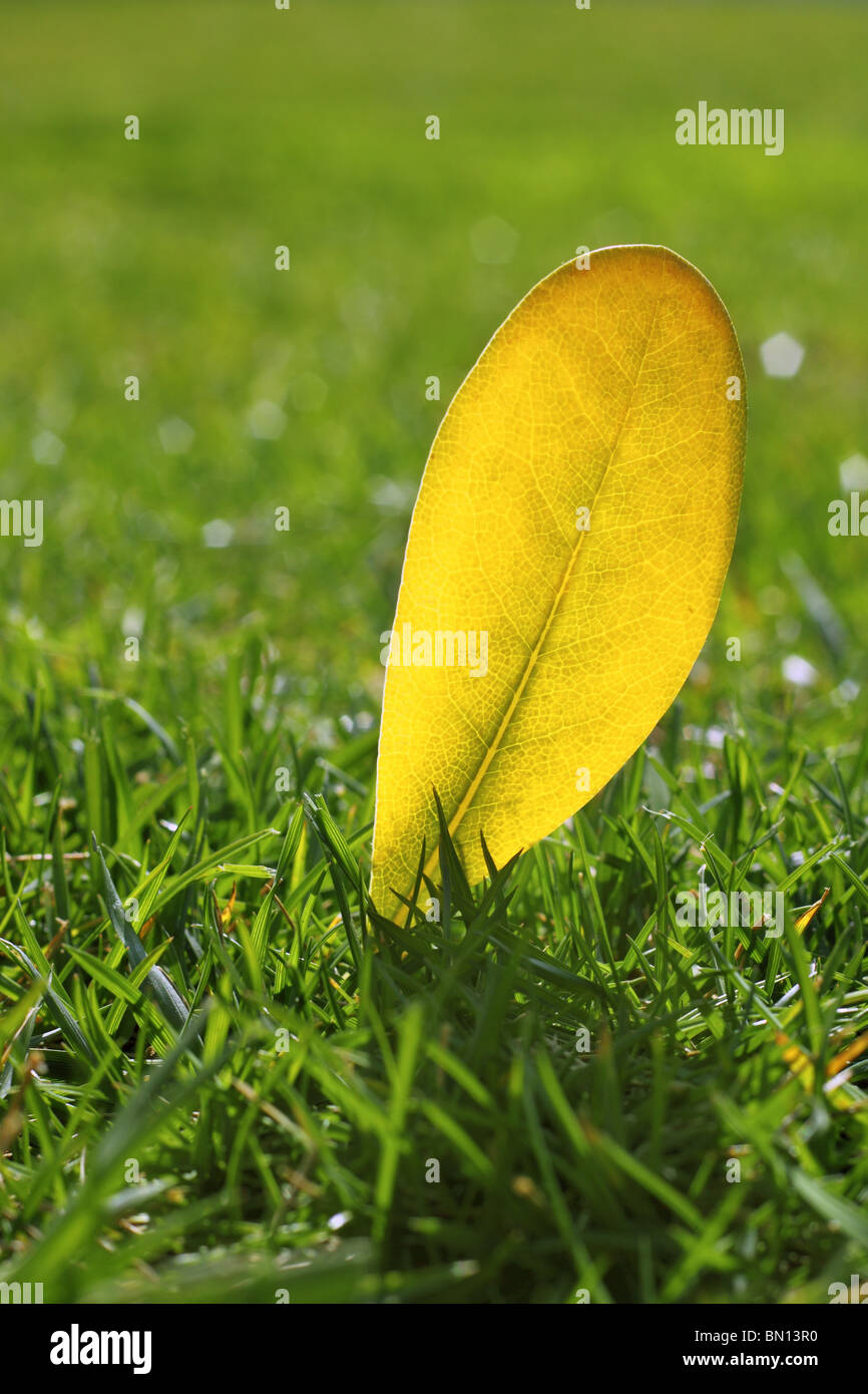 gelbe Herbst Herbst Blatt auf Garten Rasen Rasen saisonale Farben Stockfoto