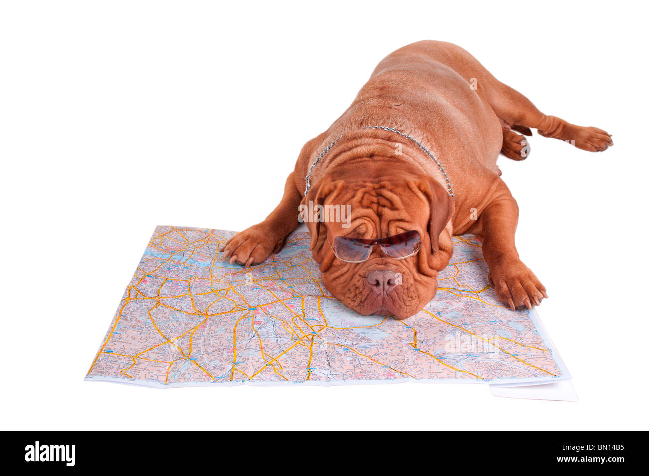 De Bordeaux Dogge müde von der Planung einer Reise Stockfoto