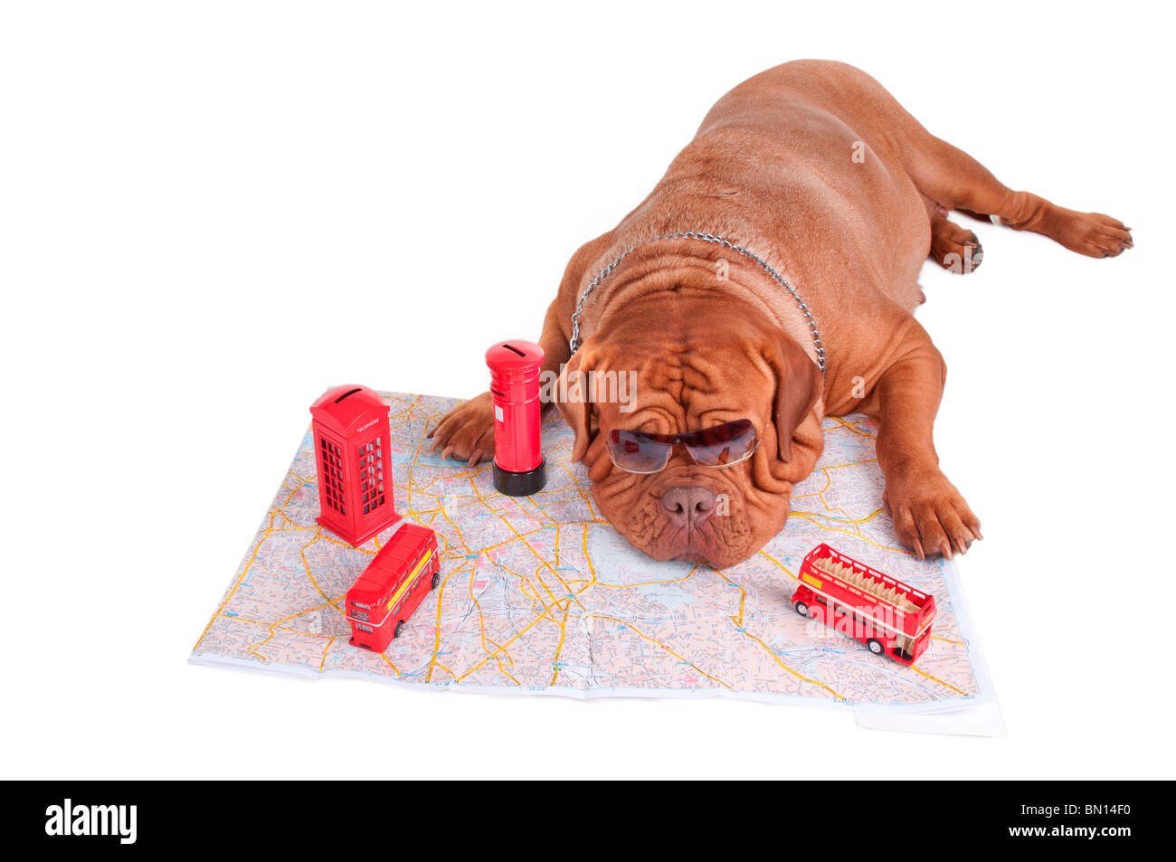 Hund de Bordeaux plant eine Reise nach London Stockfoto