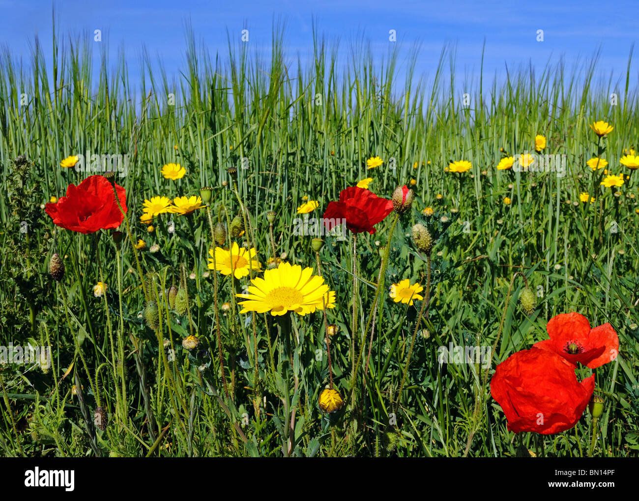 wilde Blumen wachsen im Westen Pentire in Cornwall, Großbritannien Stockfoto