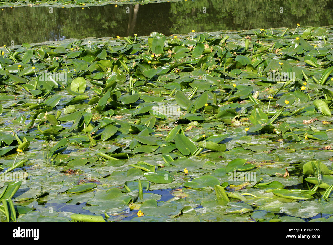 Gelbe Seerosen, Teichrosen Lutea, polaren. Aka Spatterdock, Kuh Lily oder gelbe Teich-Lilie. Stockfoto