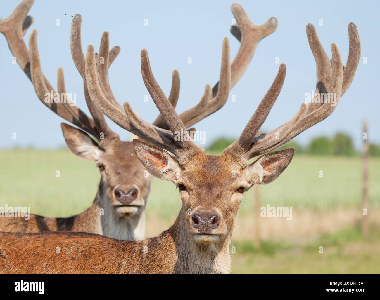 Nahaufnahme der Sika Hirsche Stockfoto