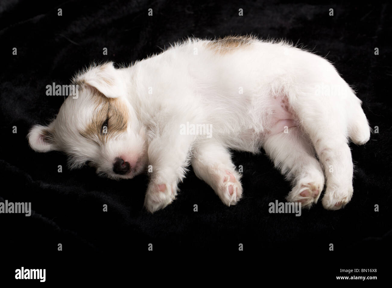 müde Parson Russel Terrier Welpe liegend auf einer schwarzen Decke Stockfoto