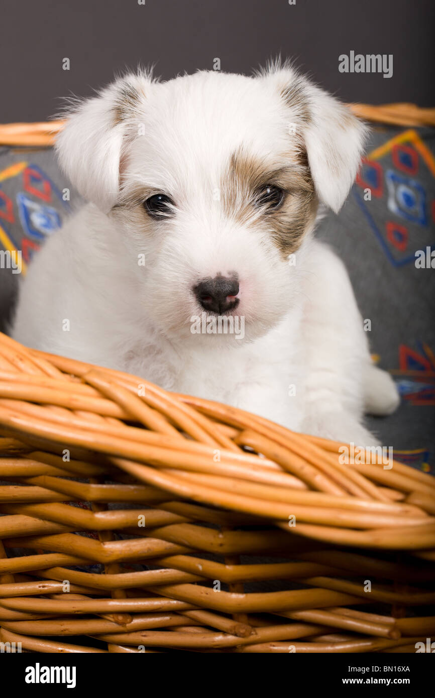 Parson Russel Terrier Welpen sitzen in einem Korb Stockfoto