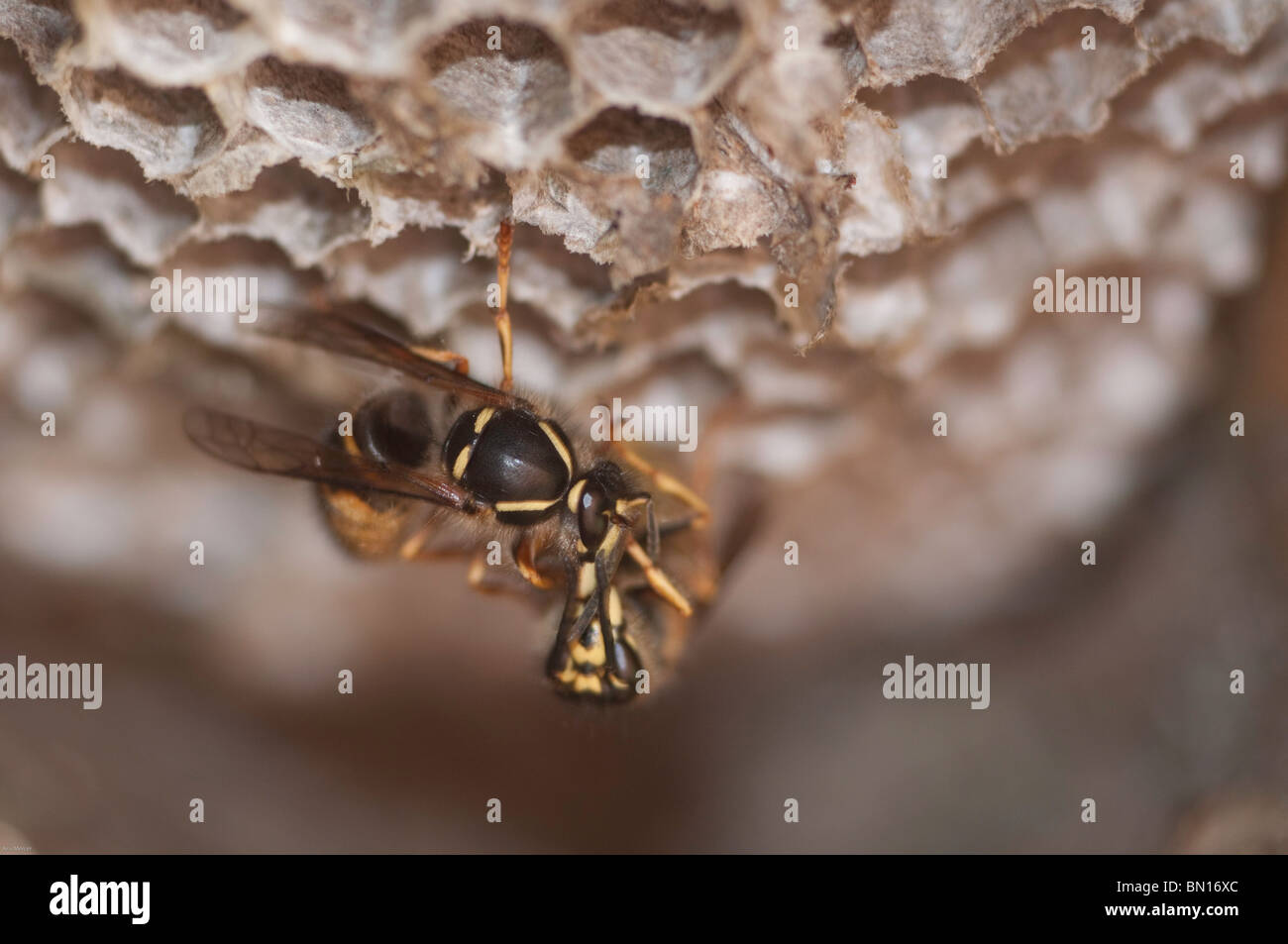 2 Wespen reiben Antennen zur Begrüßung Stockfoto