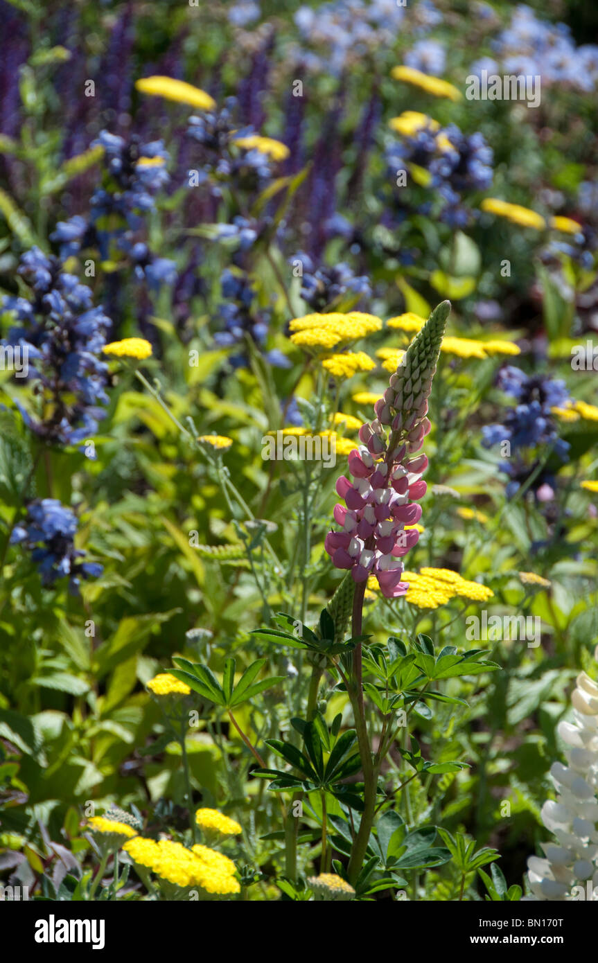 Eine Lupine Spitze erhebt sich zwischen den Salvia und Tolomeo Blumen im Cottage-Garten Stockfoto