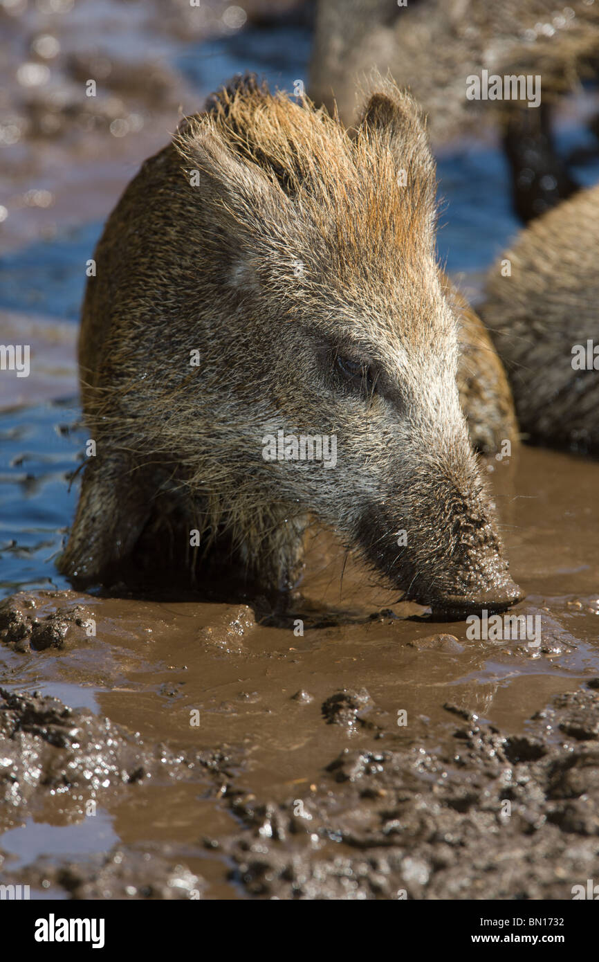 junges Wildschwein unter ein Schlammbad - Sus scrofa Stockfoto