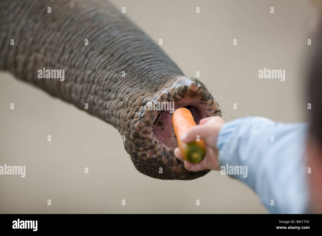Kind Elefanten mit einer Karotte zu füttern Stockfoto