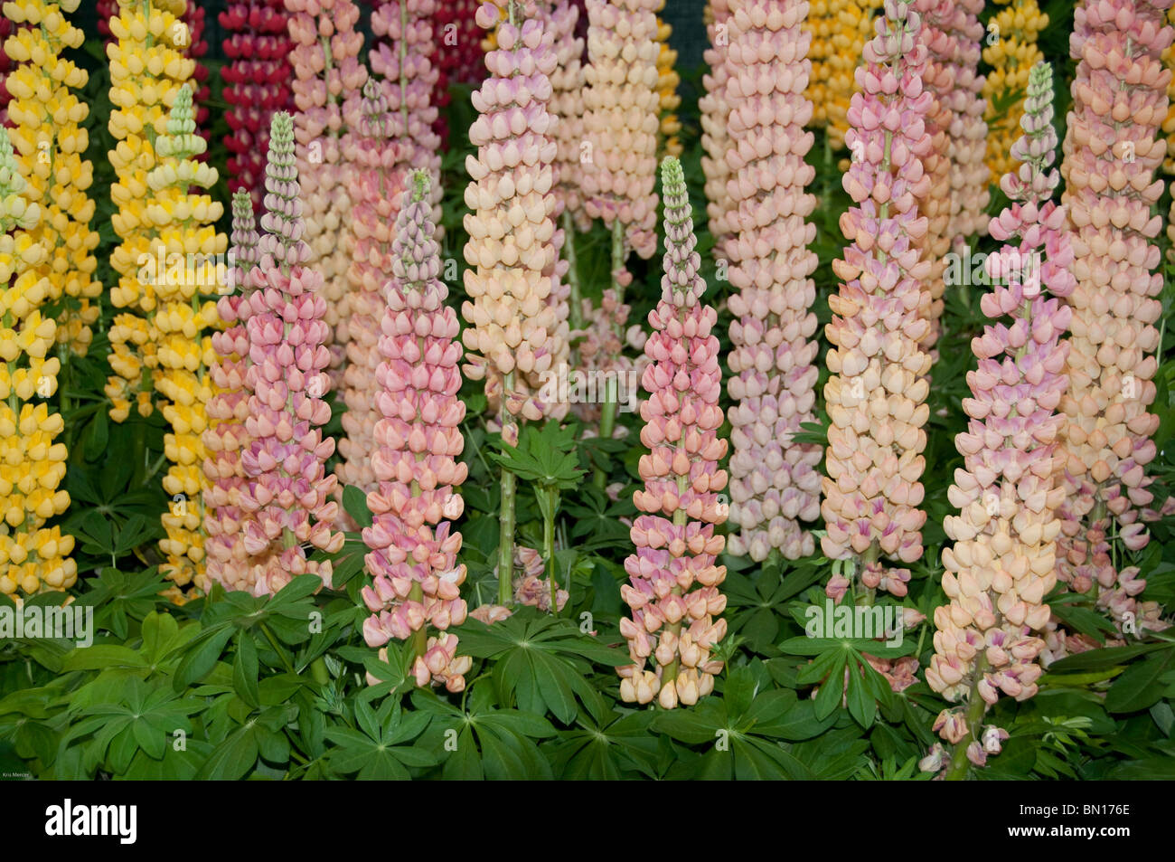 Die große Blume Spikes die Lupine setzen auf eine gute Show im Juni Stockfoto