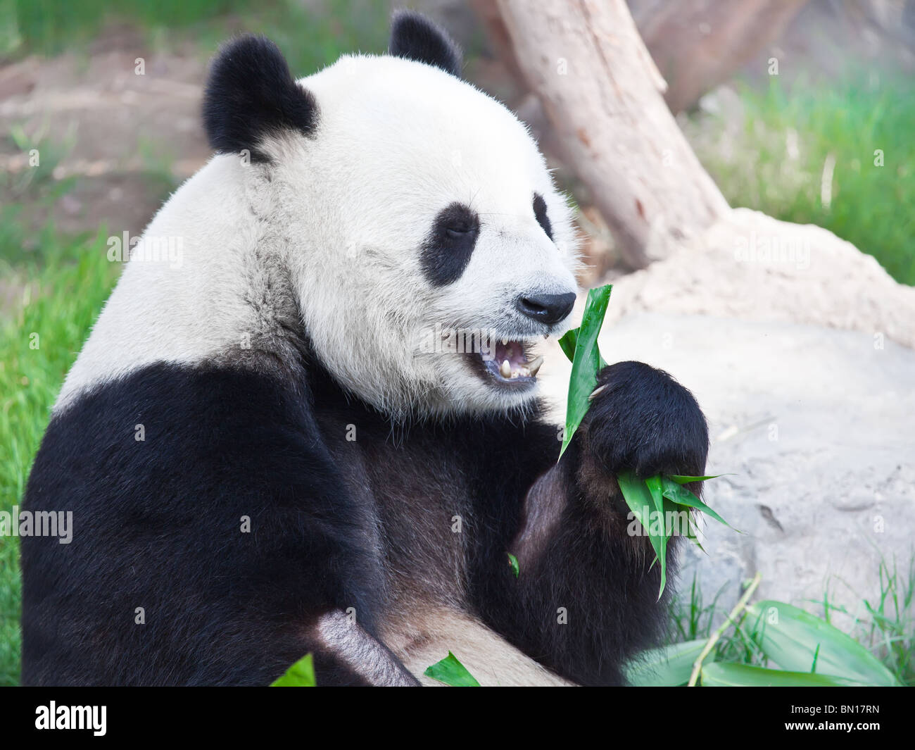 Giant Panda ist grün Bambusblatt Essen. Stockfoto