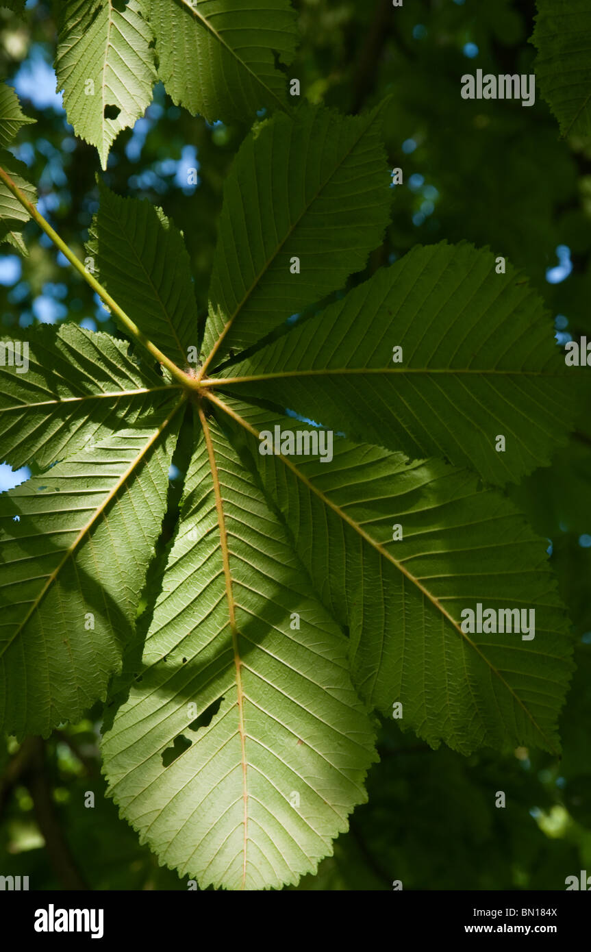 Rosskastanie Blätter in am Nachmittag Licht Stockfoto