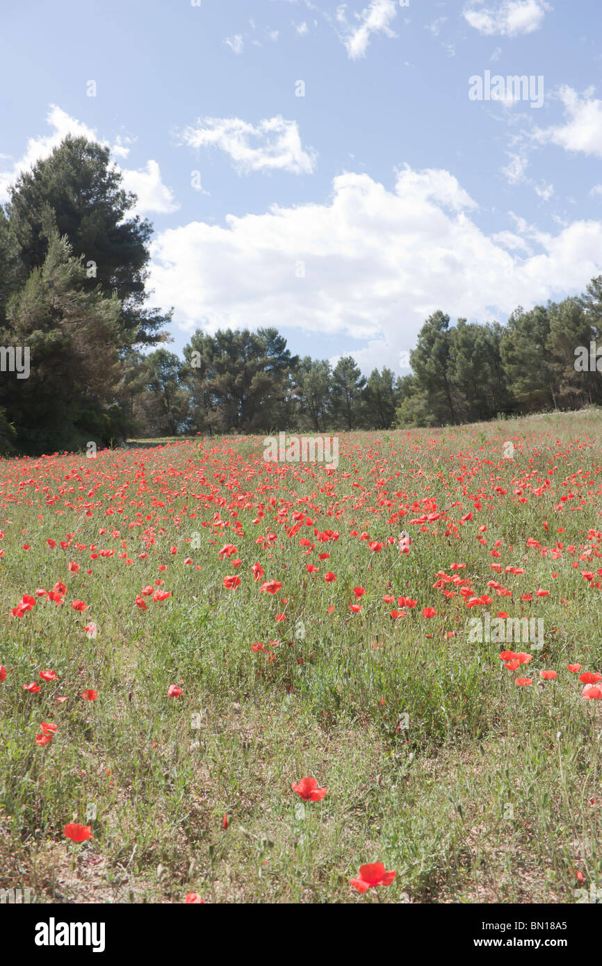 Mohnblumen Stockfoto