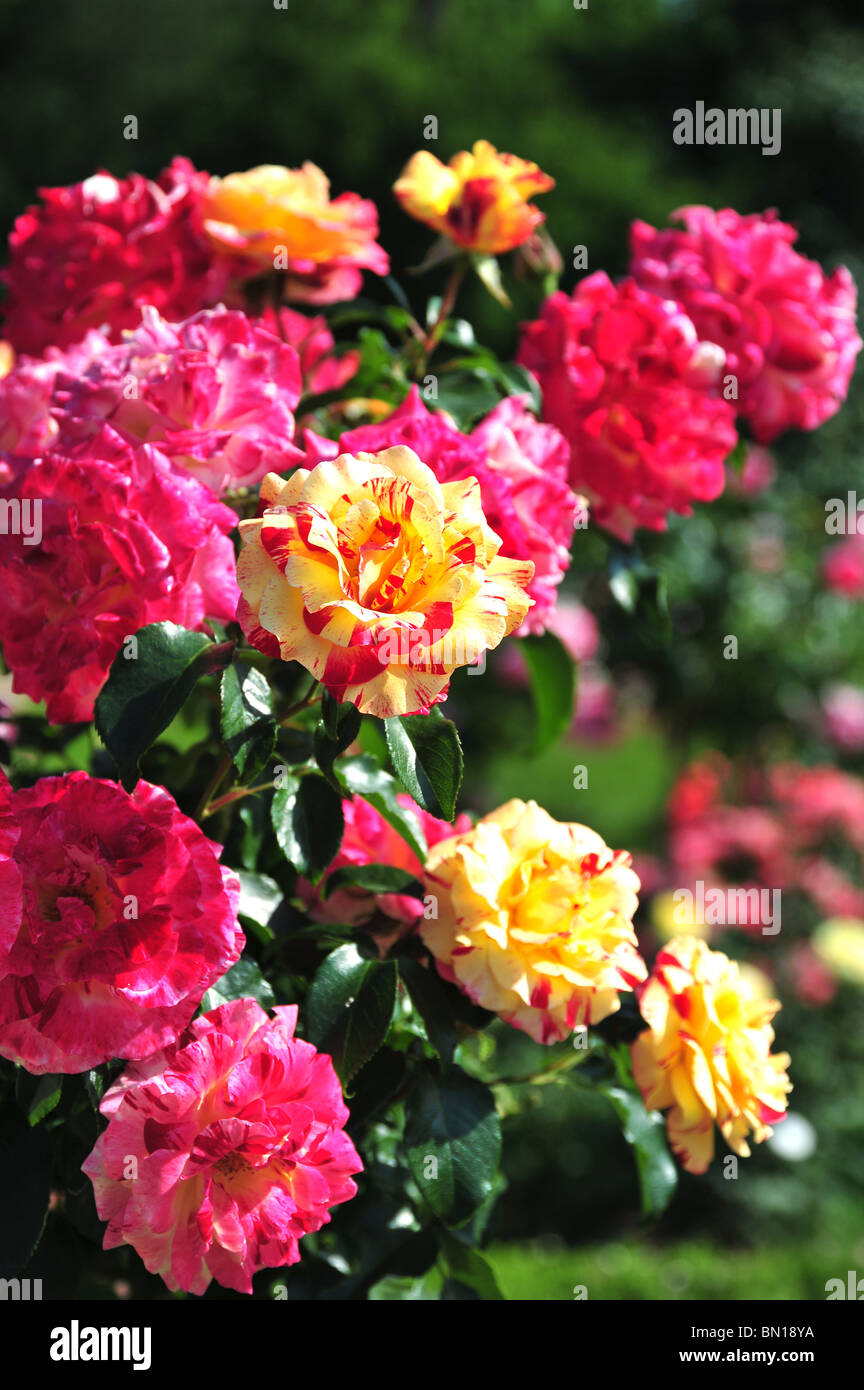 Rose Camille Pissarro Sortenbezeichnung: Delbard DELstricol Floribunda Stockfoto