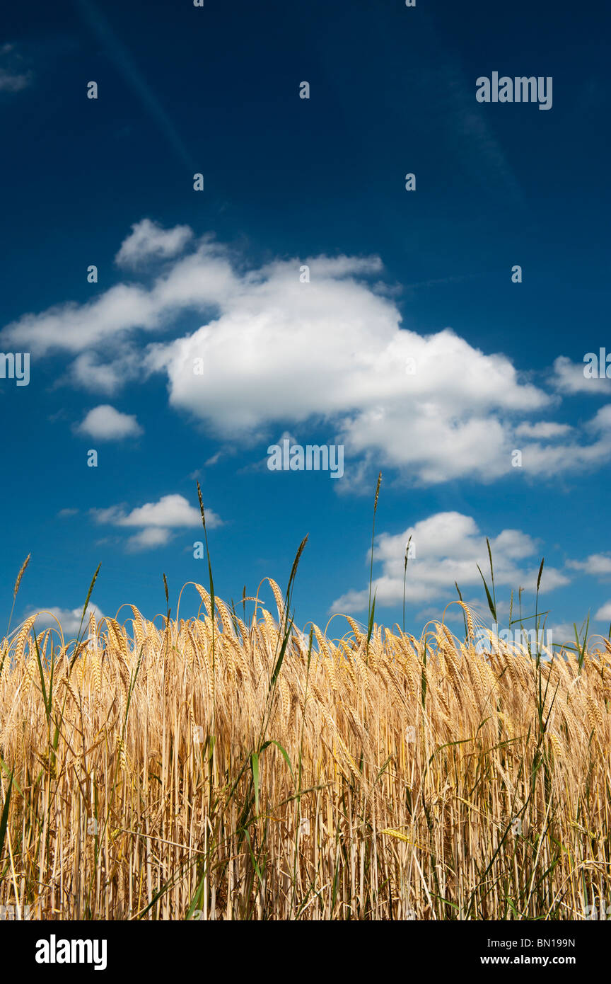 Gerste Reifung in einem Feld in der englischen Landschaft. Oxfordshire, England Stockfoto