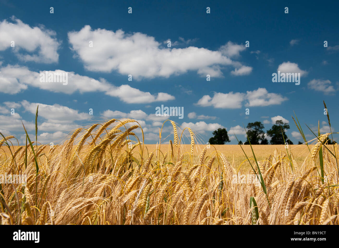 Gerste Reifung in einem Feld in der englischen Landschaft. Oxfordshire, England Stockfoto