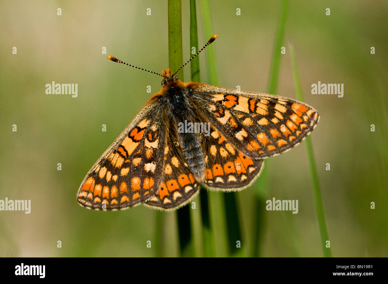 Marsh Fritillary Stockfoto