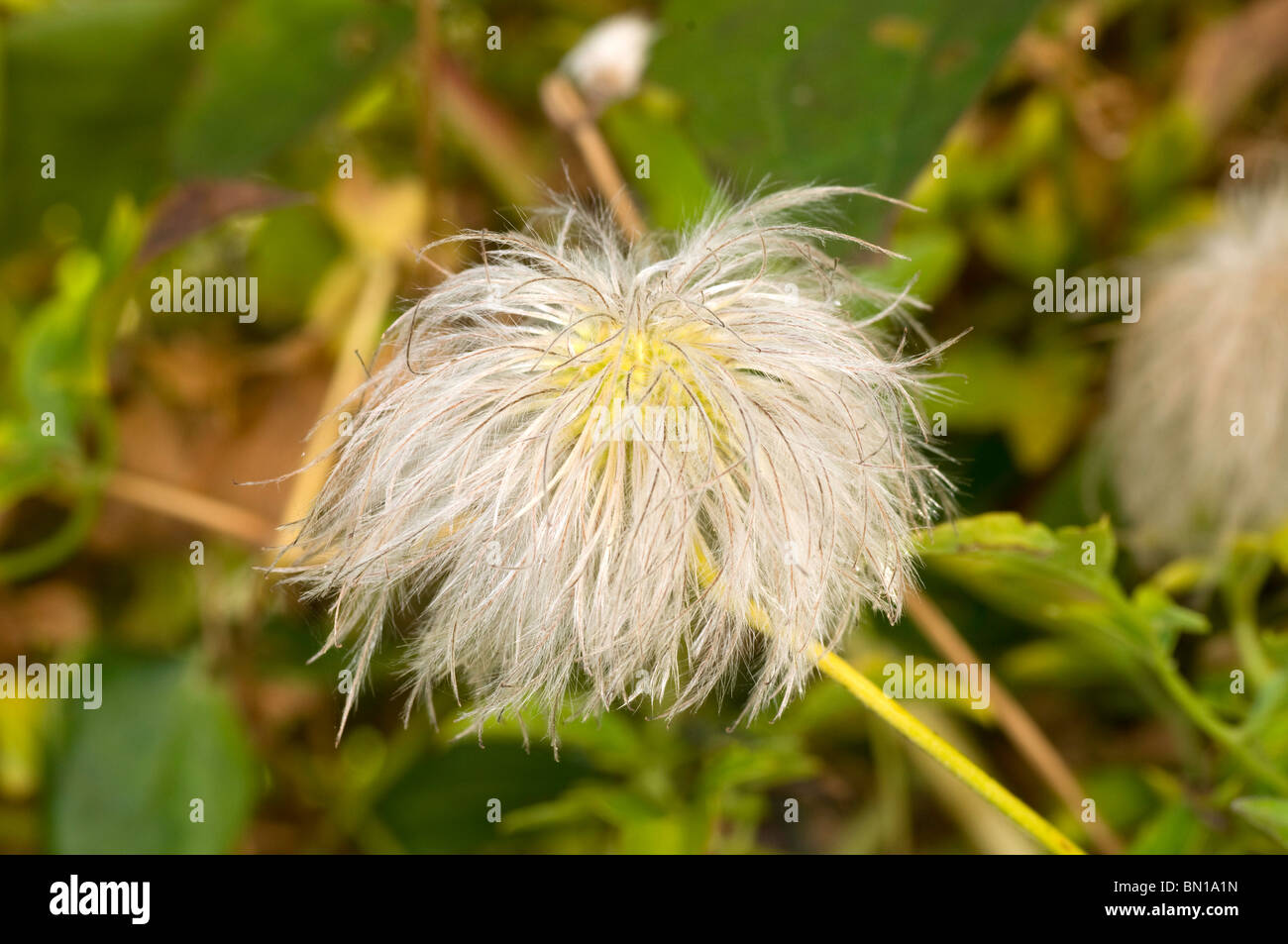 Ein einzelner Samen-Leiter der Clematis Tangutica im Herbst Stockfoto