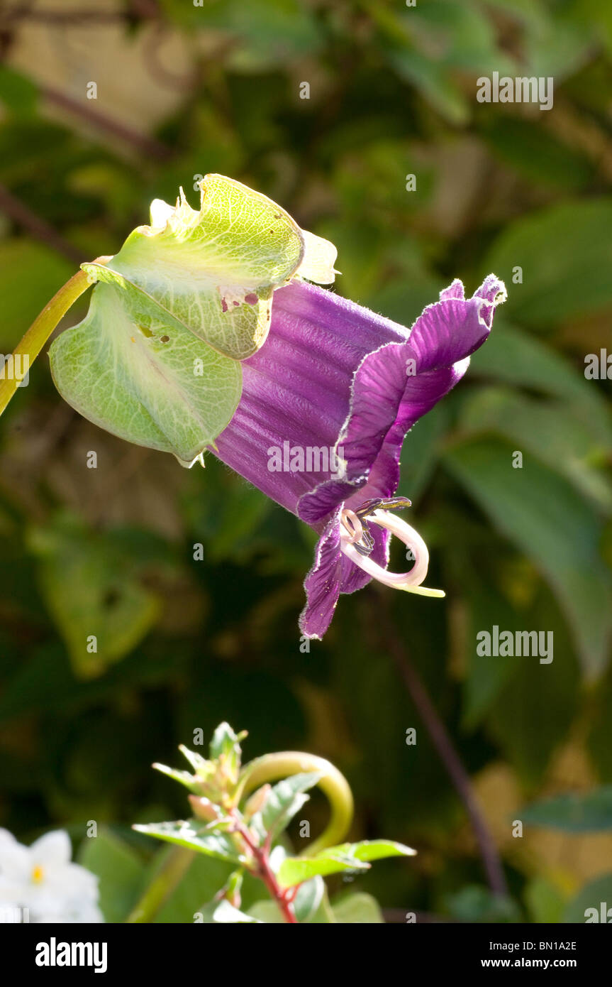 Einzelne Blume lila Cobaea scandens Stockfoto