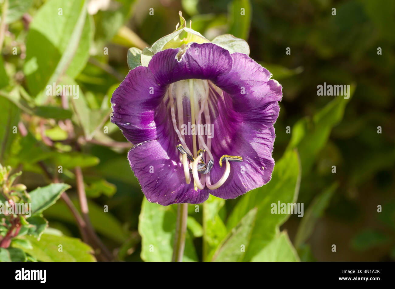 Einzelne Blume lila Cobaea scandens Stockfoto