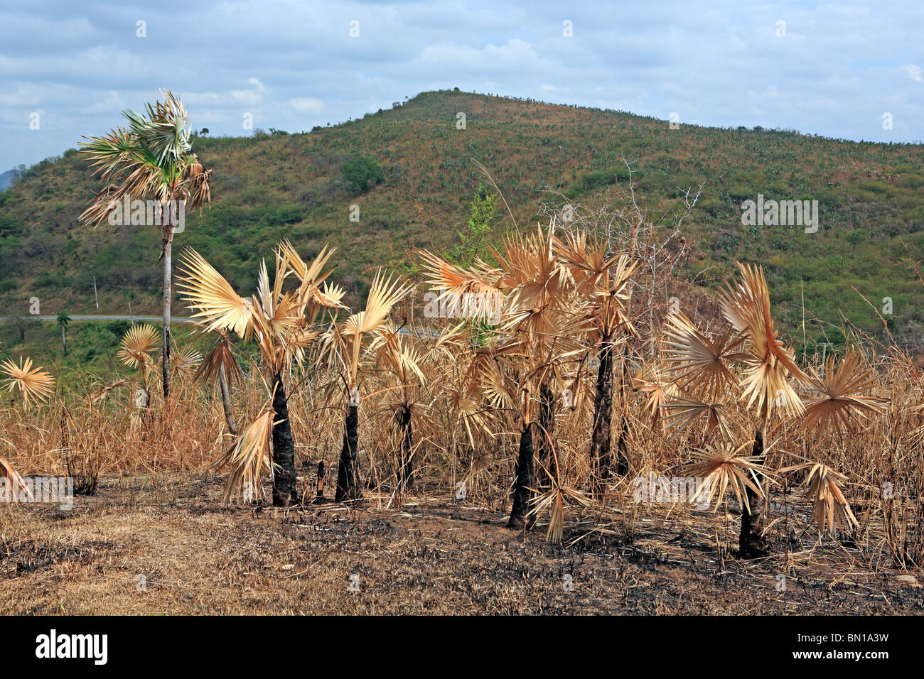 Valle de Los Ingenios (Zuckerfabriken Tal), Kuba Stockfoto