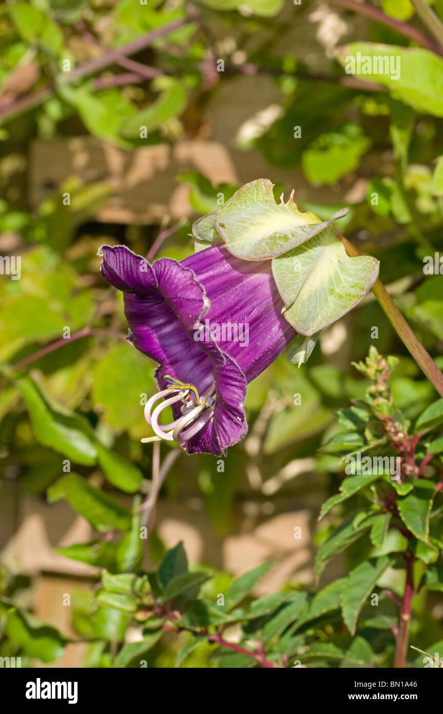 Einzelne Blume lila Cobaea scandens Stockfoto