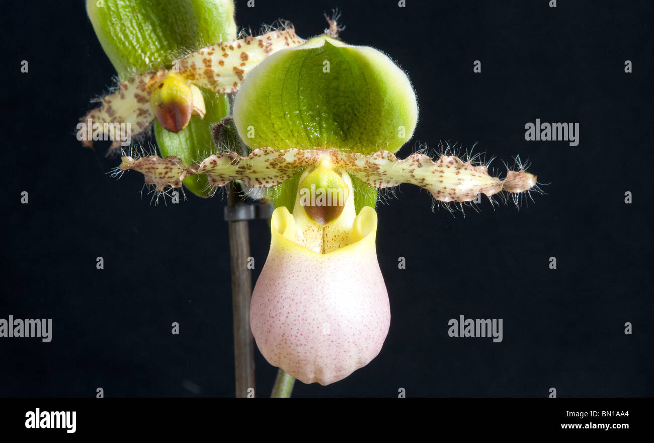 Blumen von einem Pantoffel Orchidee (Paphiopedilum) Stockfoto