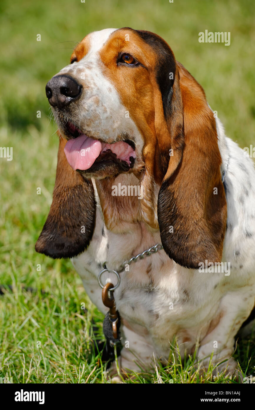 Basset dog Fotos und Bildmaterial in hoher Auflösung Alamy