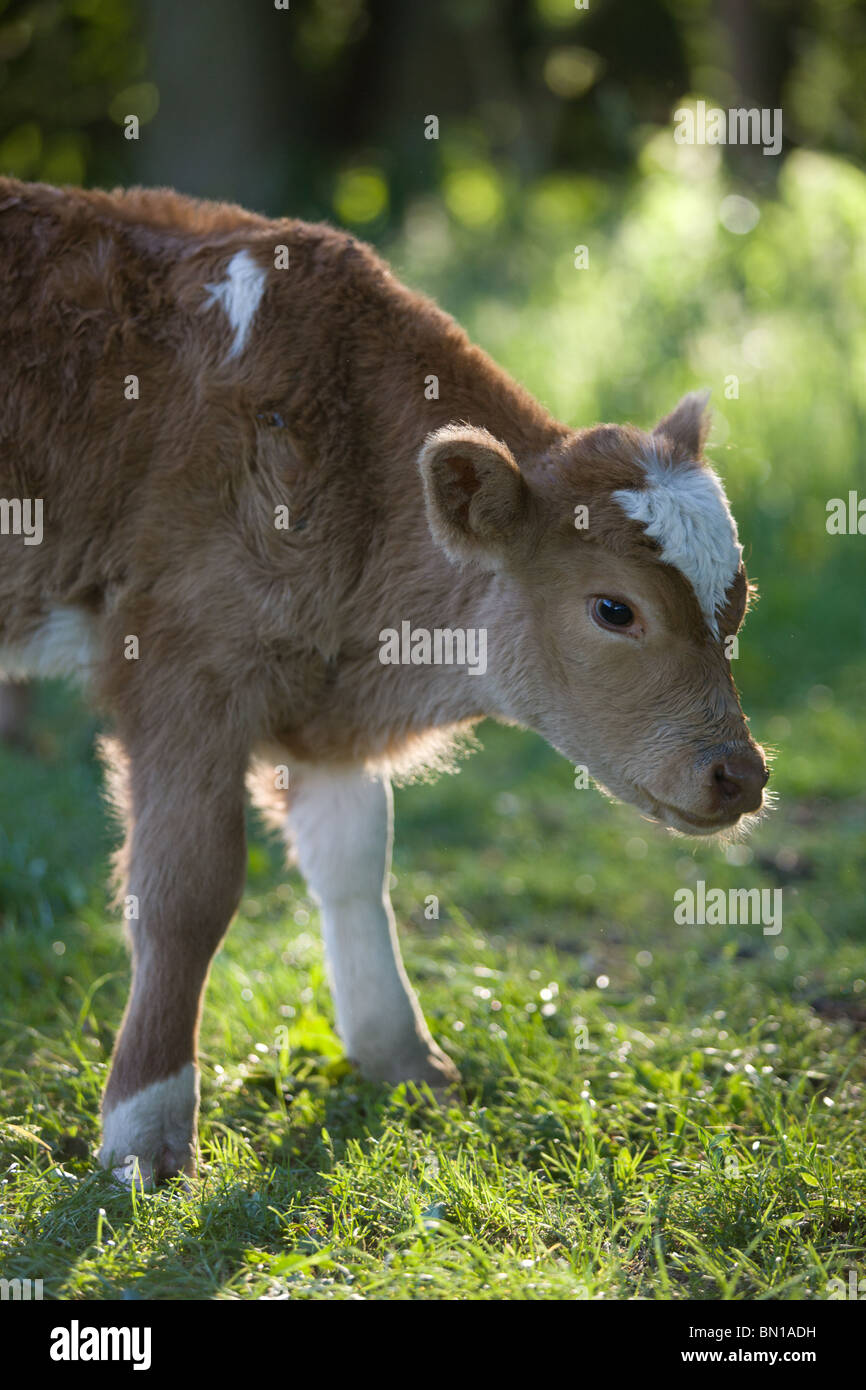 junge gemeinsame Kuh - Bos Primigenius Taurus Stockfoto