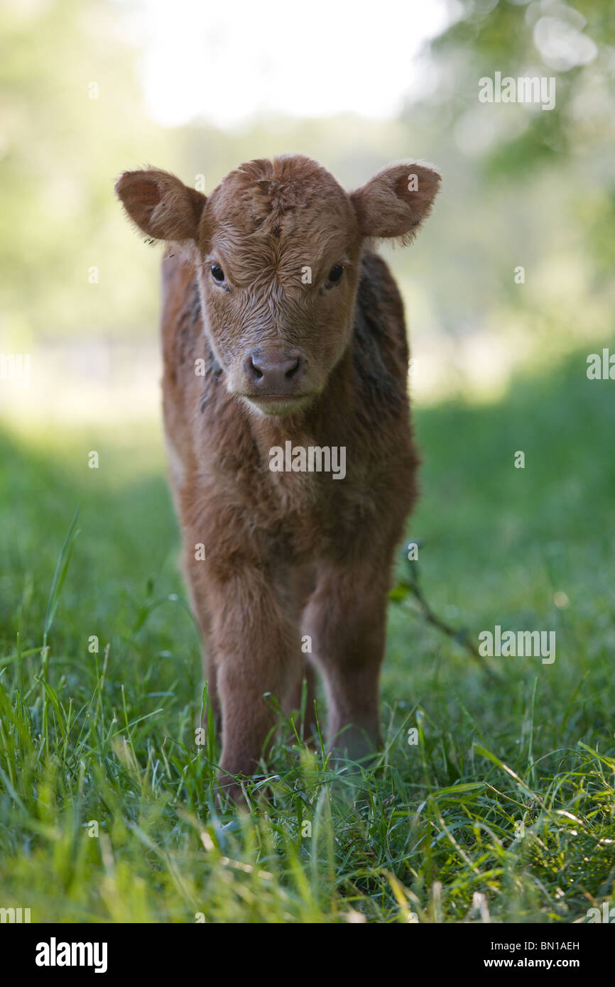 junge gemeinsame Kuh - Bos Primigenius Taurus Stockfoto