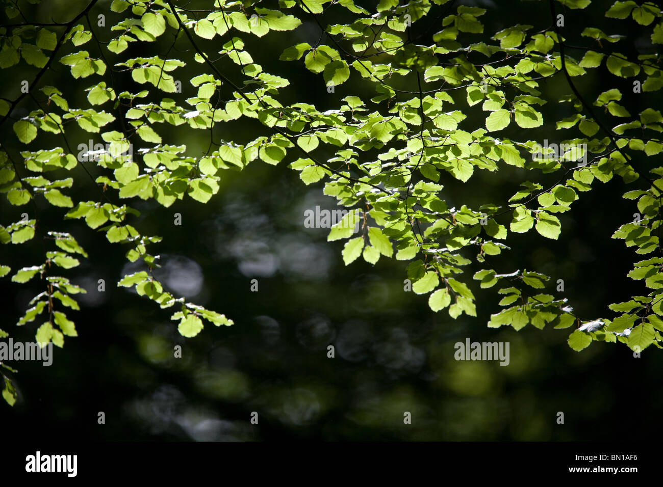 helle Buche Blätter im Frühjahr Stockfoto
