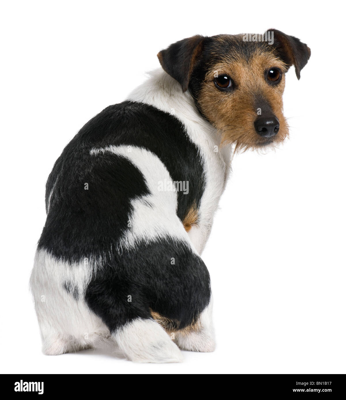 Jack Russell Terrier, 3 Jahre alt, sitzt vor weißem Hintergrund Stockfoto