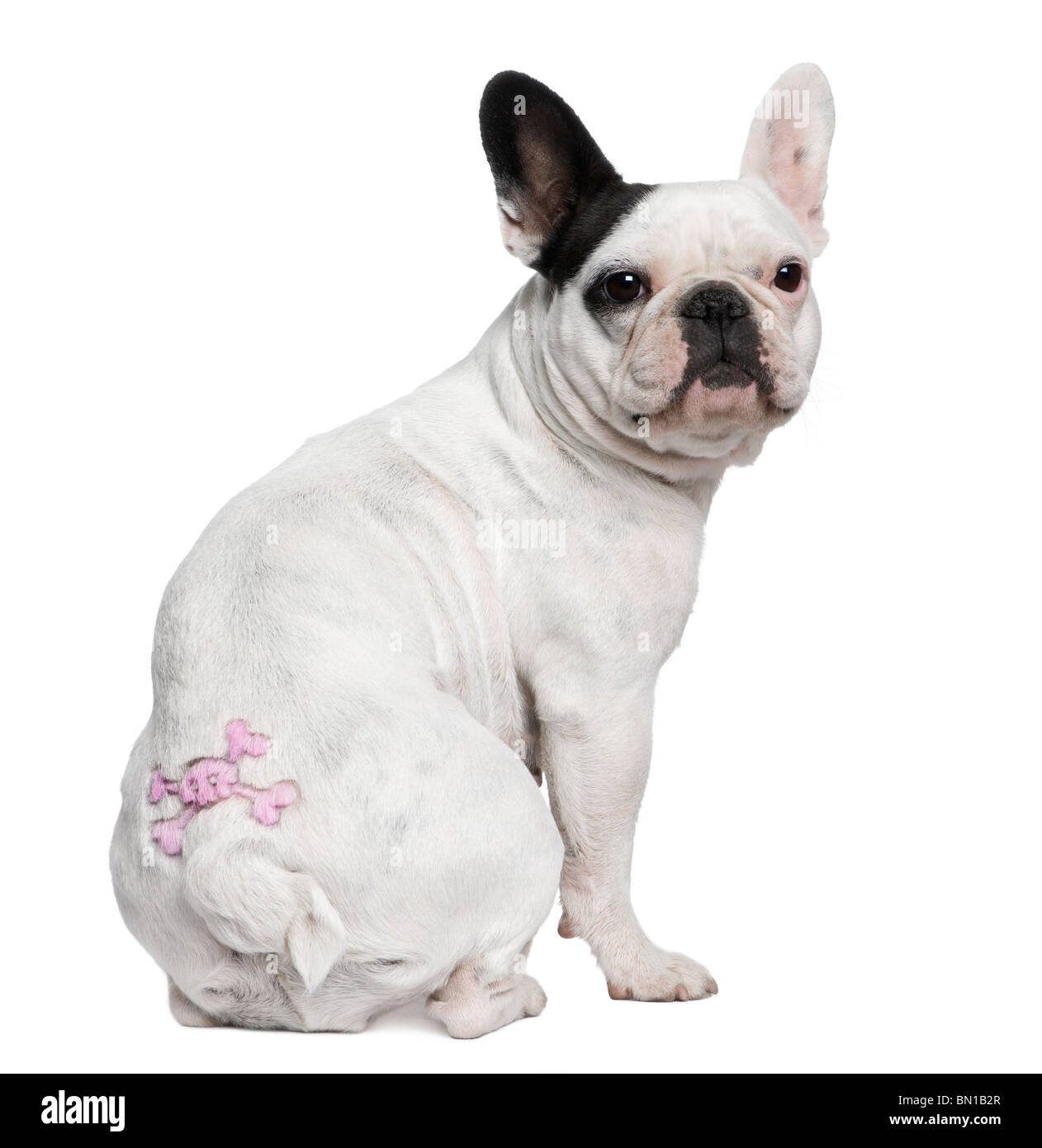 Französische Bulldogge mit Tattoo sitzen vor weißem Hintergrund Stockfoto