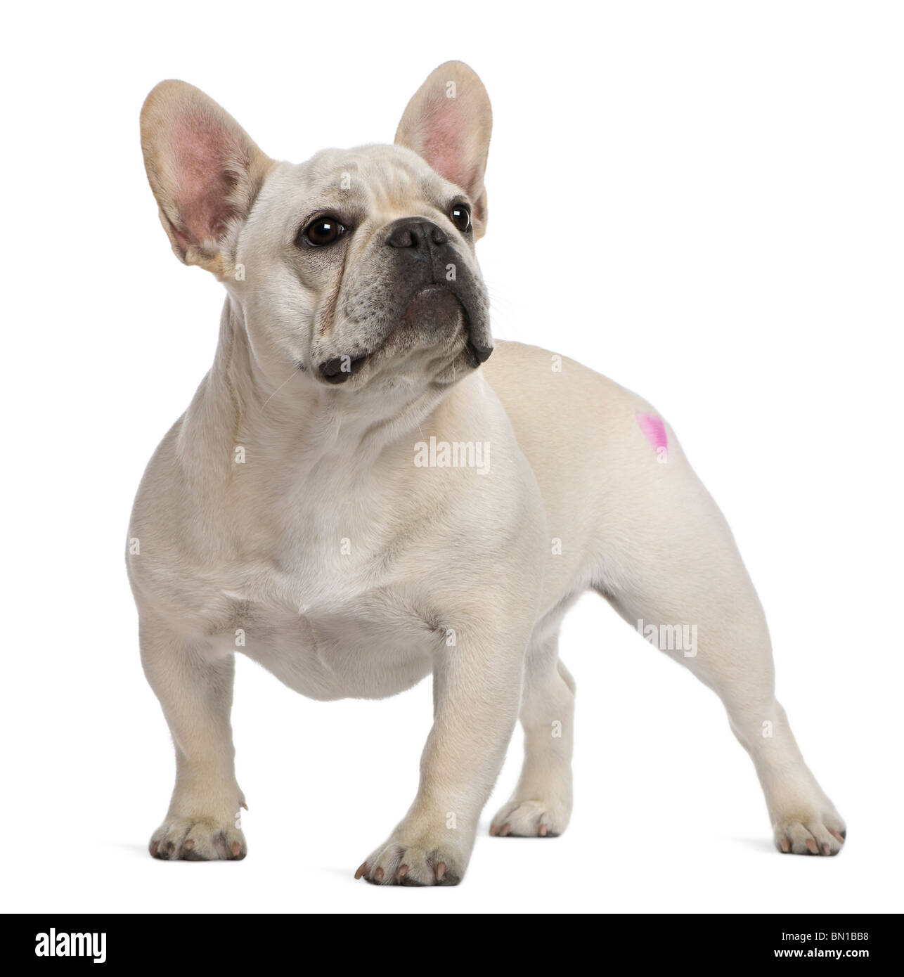 Französische Bulldogge, 12 Monate alt, mit Tattoo stand vor weißem Hintergrund Stockfoto