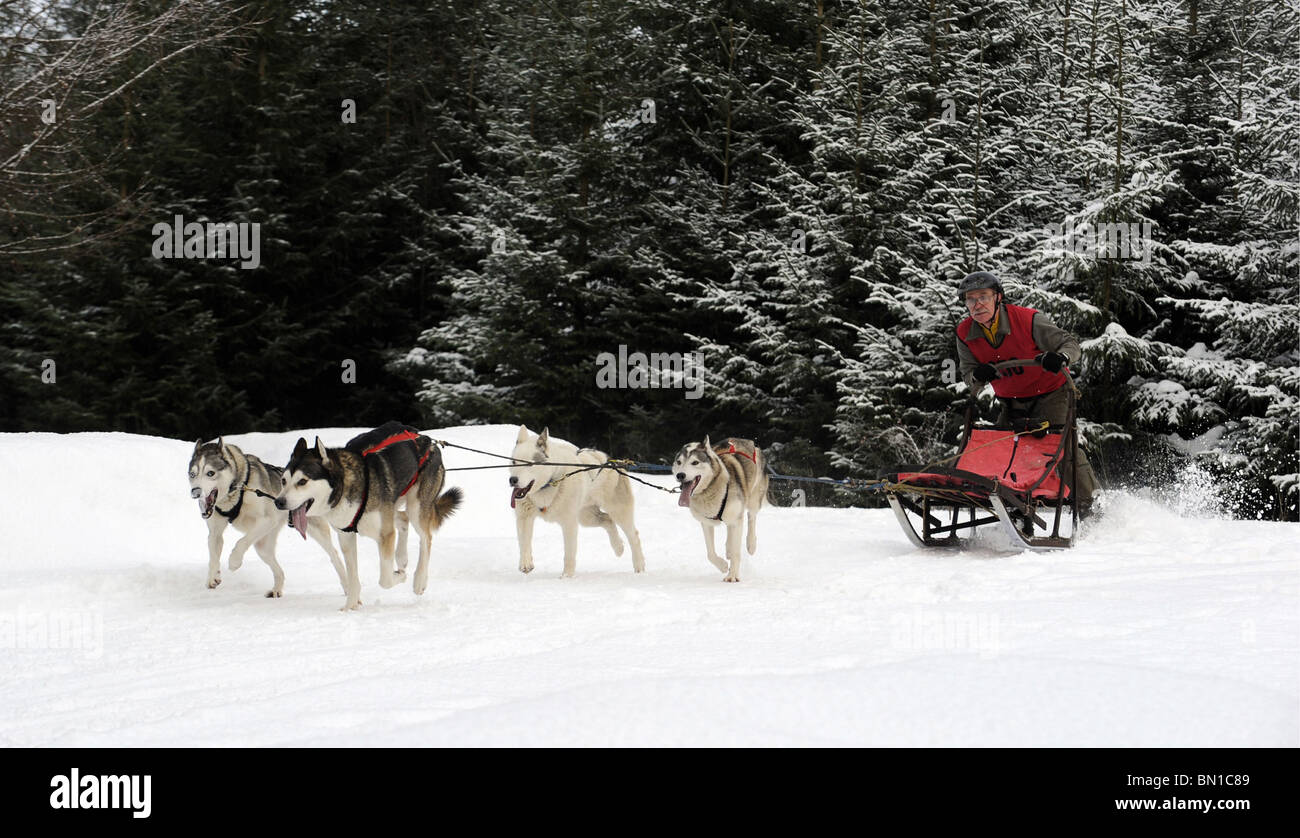 Schlittenhunde-Rennen im Schnee. Der Siberian Husky Club of Great Britain Rennveranstaltung in Greystoke Wald in der Nähe von Penrith, Cumbria. Stockfoto