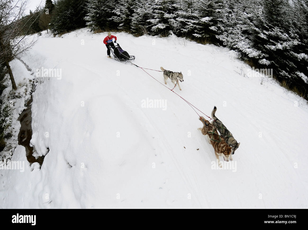 Schlittenhunde-Rennen im Schnee. Der Siberian Husky Club of Great Britain Rennveranstaltung in Greystoke Wald in der Nähe von Penrith, Cumbria. Stockfoto