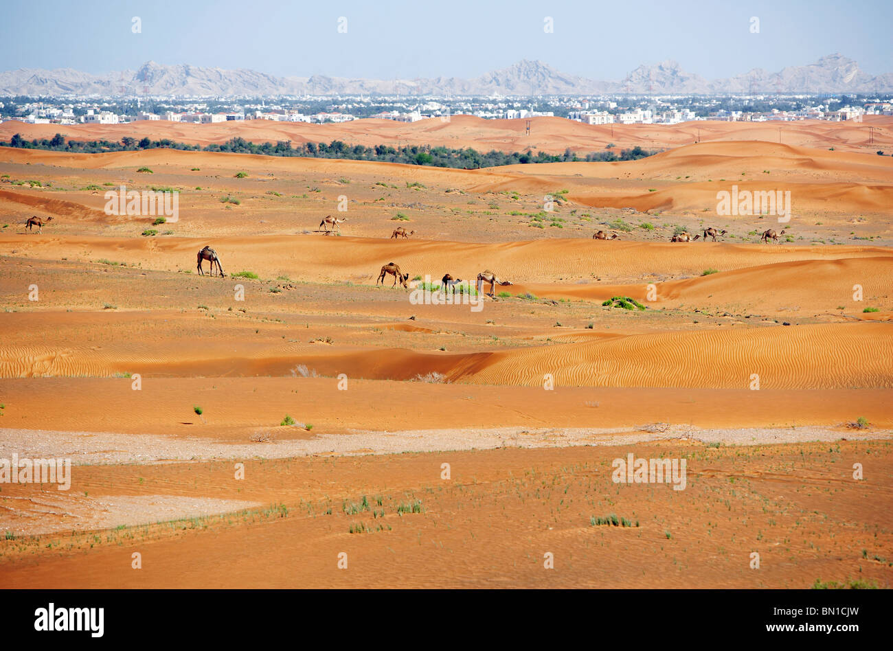 Kamele in Weiden Wüsten Stadtrand von Al-Ain, Abu Dhabi, Vereinigte Arabische Emirate, Naher Osten Stockfoto