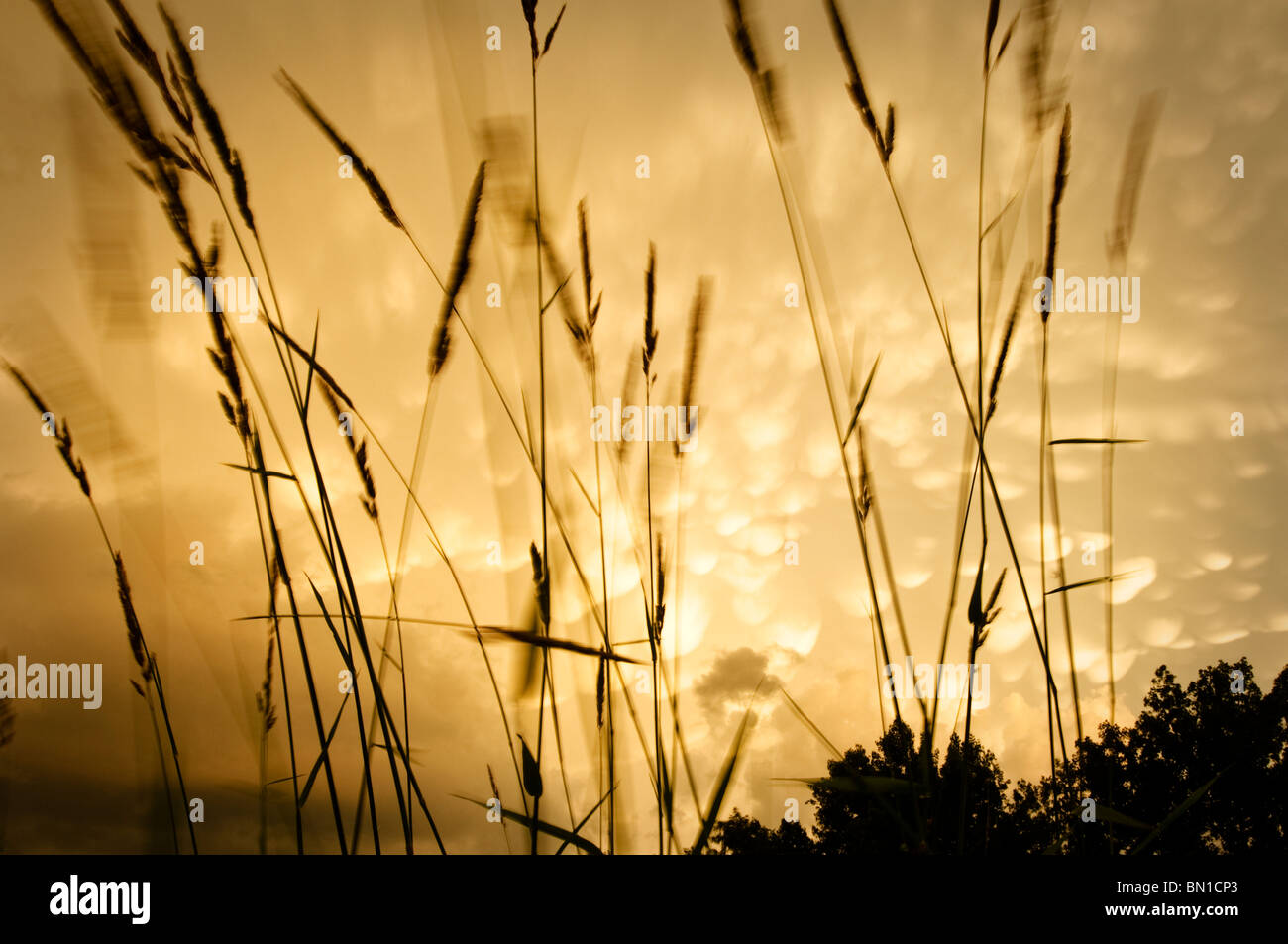 Wind geblasen Grass Silhouette im Vordergrund mit Mammatus Wolken aus einem Clearing Sturm oben. Stockfoto