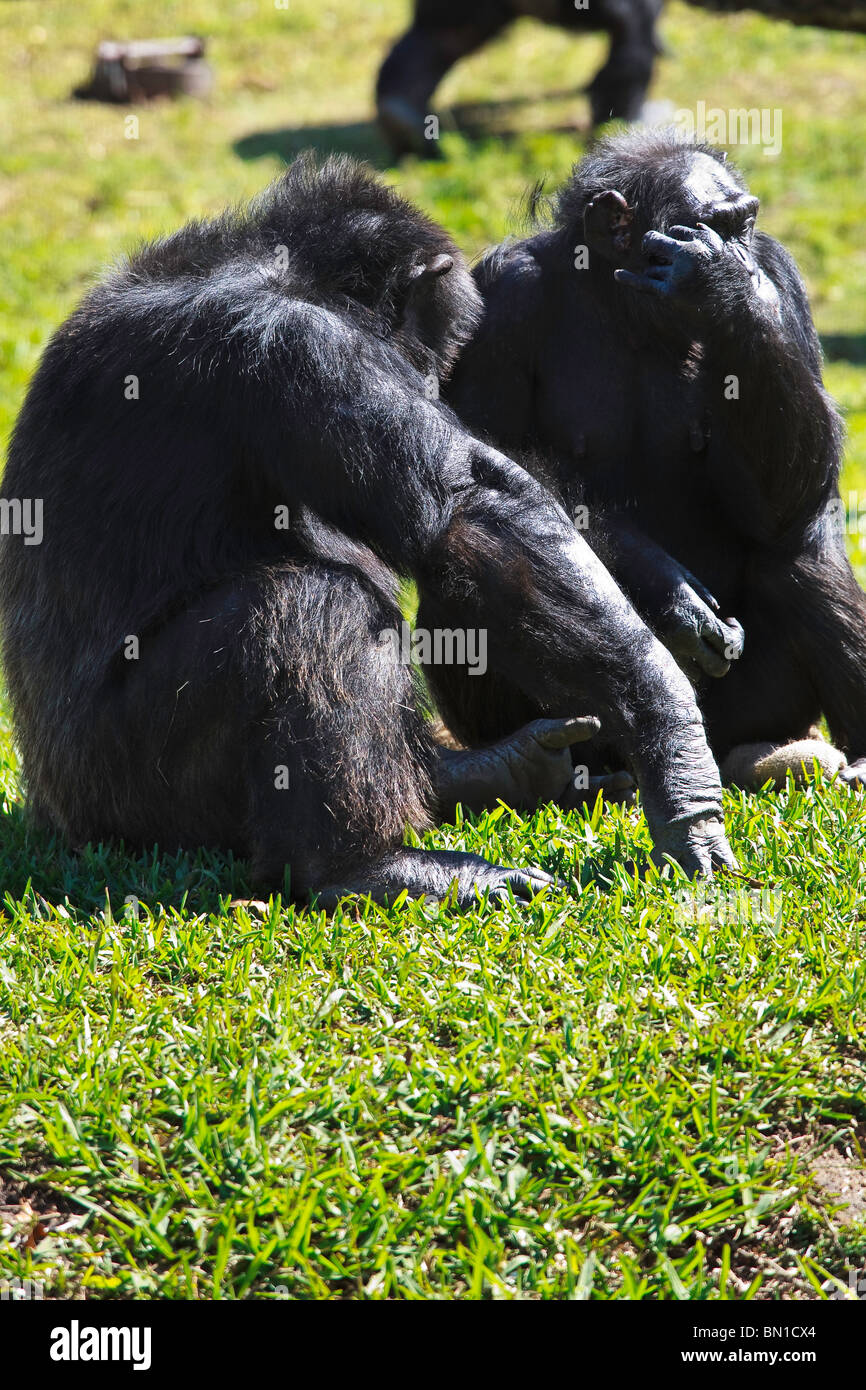 Schimpansen (Pan Höhlenwohnungen) im Miami Metro Zoo Stockfoto