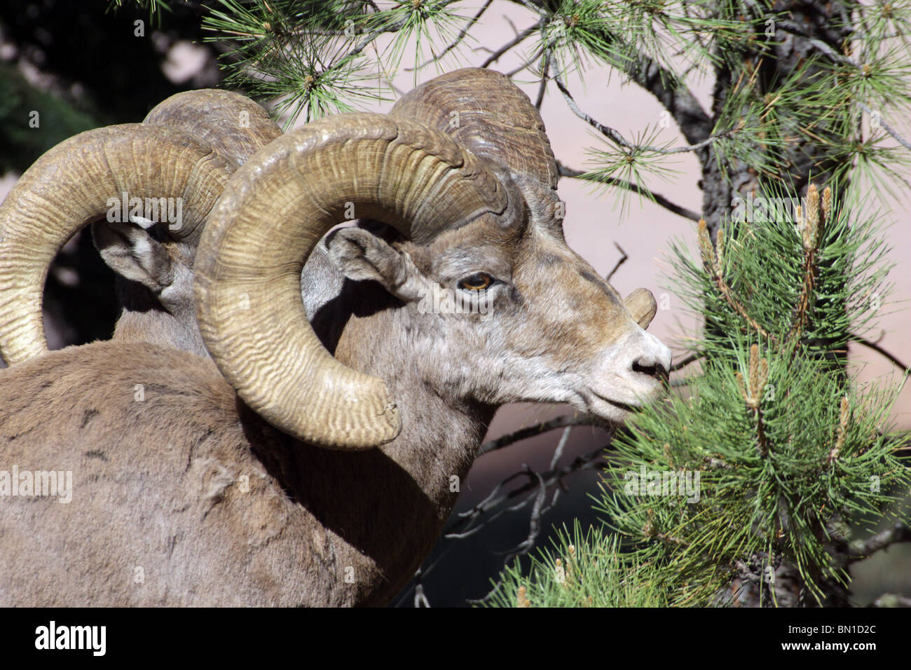 Bighorn Schafe Stockfoto