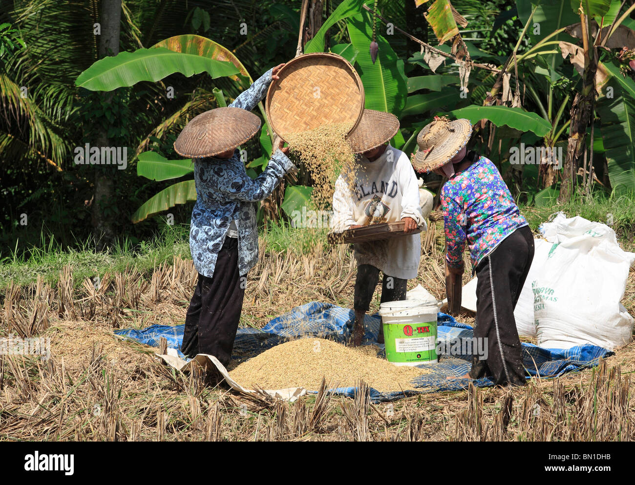 Frauen arbeiten in den Bereichen während der Reisernte in der Nähe von Ubud, Bali, die Körner aus den Schalen zu trennen ist der Reis ausgestreut. Stockfoto