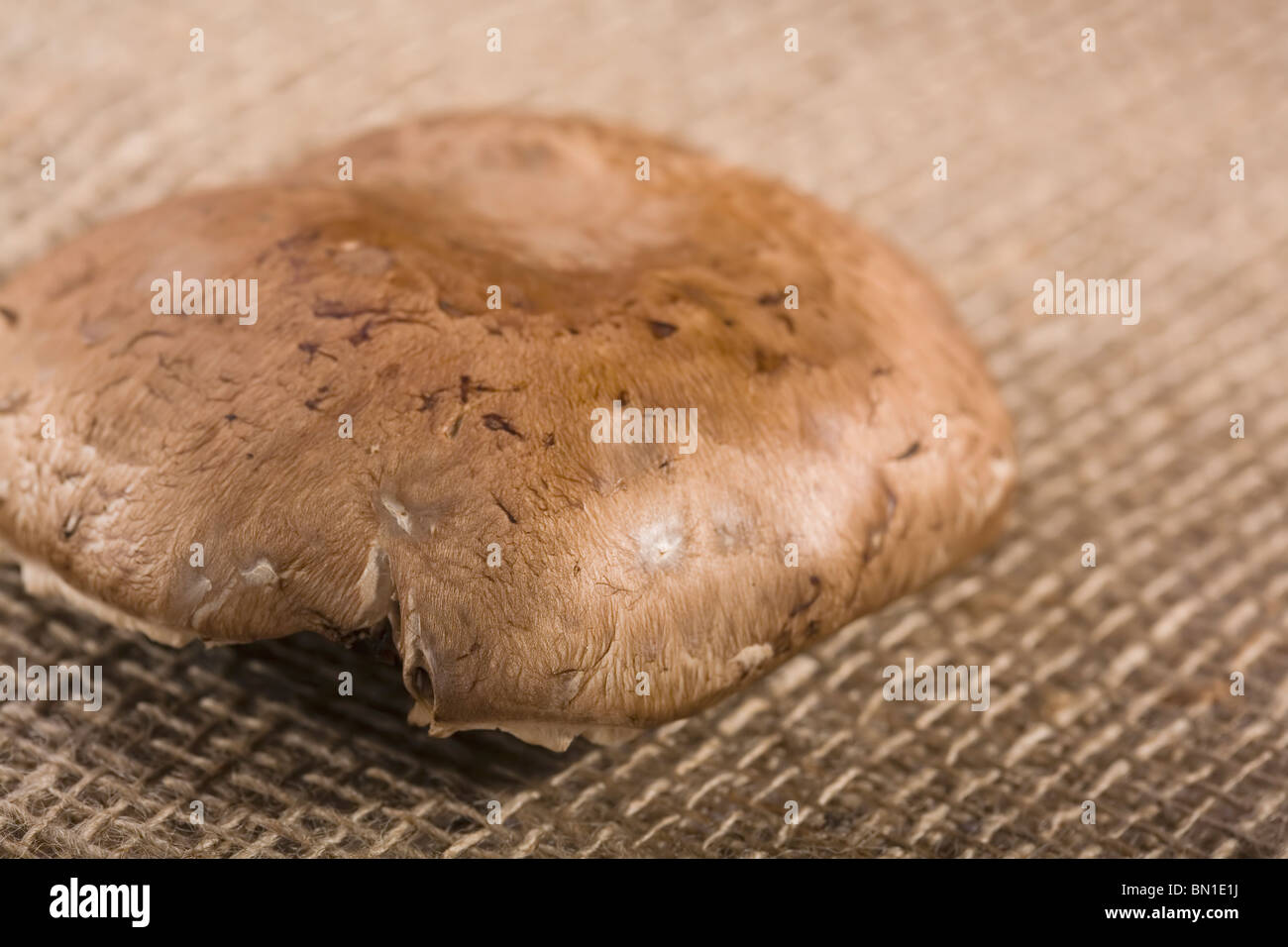 Portabello Pilz auf Sackleinen Stockfoto