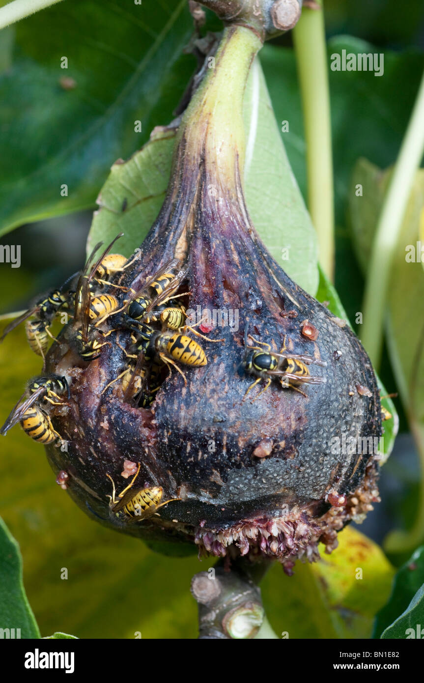Eingeführte Arten der europäischen Wespen ernähren sich von reifen Feigen in einem australischen Garten Stockfoto