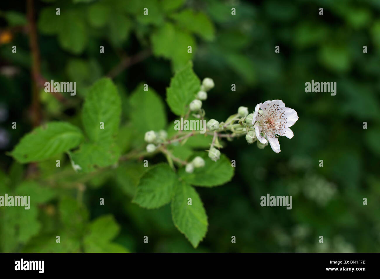 Eine Brombeere (Rubus Fruticosus) Blüte Anfang Juni in Cambridgeshire. Stockfoto