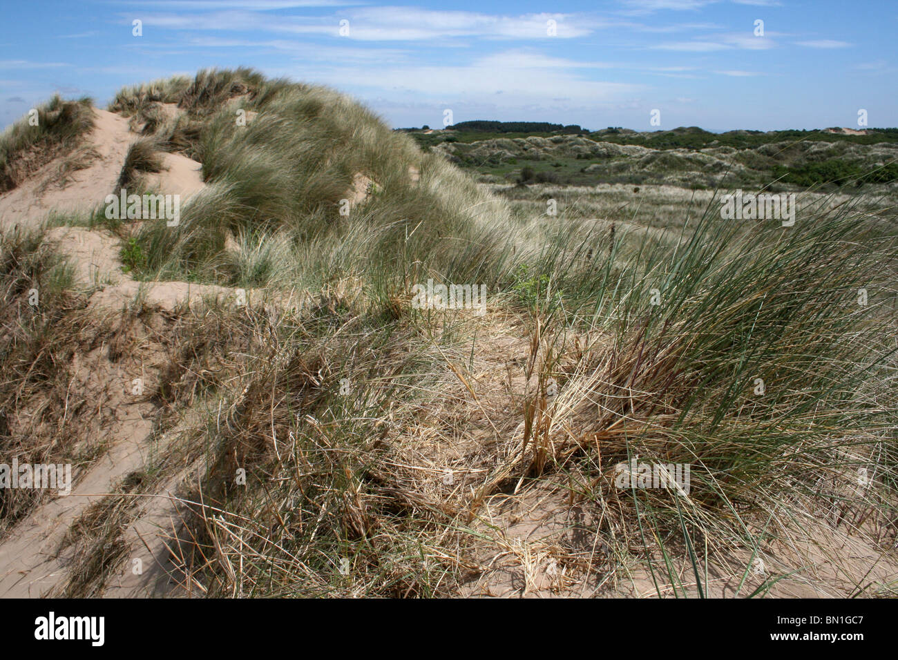 Sanddüne an der Sefton Küste, Merseyside, UK Stockfoto