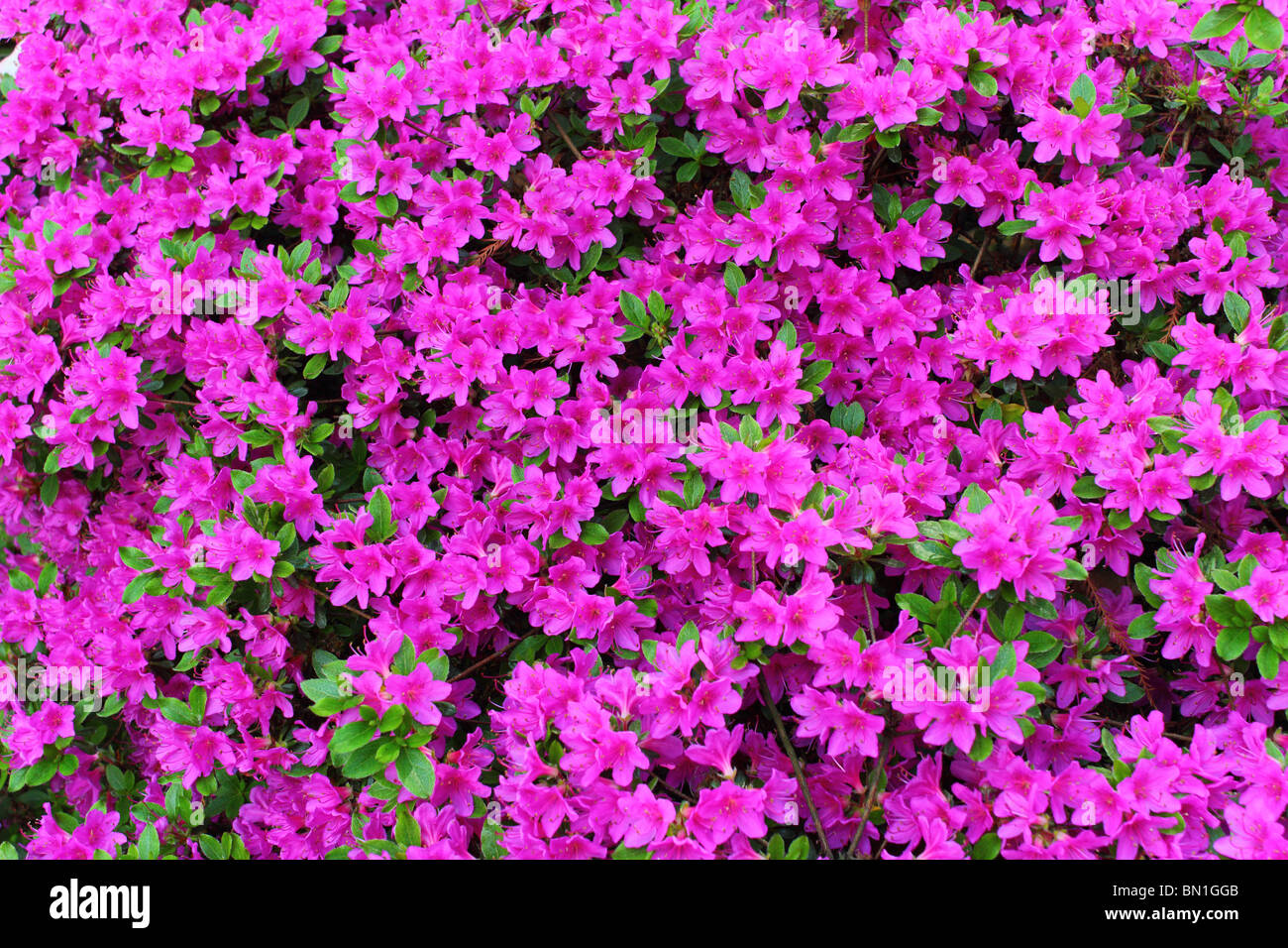 Lila Rhododendron Blüten Nahaufnahme Stockfoto