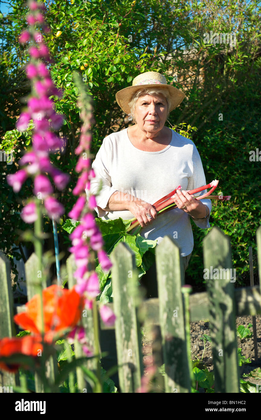 Mittlere gealterte weibliche Gärtner Kommissionierung Rhabarber in einem Bauernhaus Garten Stockfoto