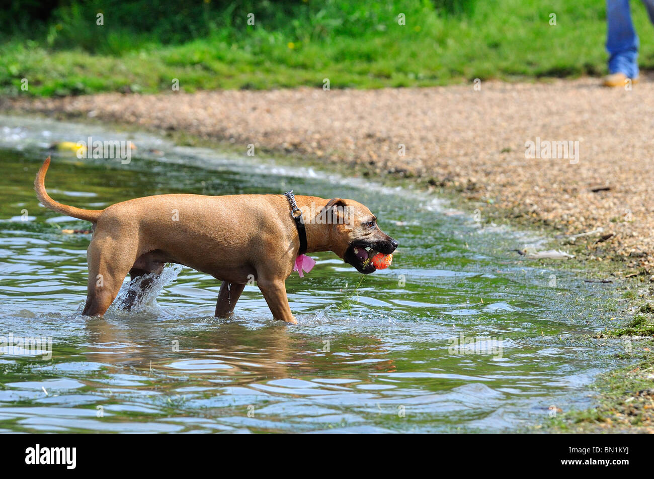 Hund spielen Fetch Ball im Wasser Stockfoto