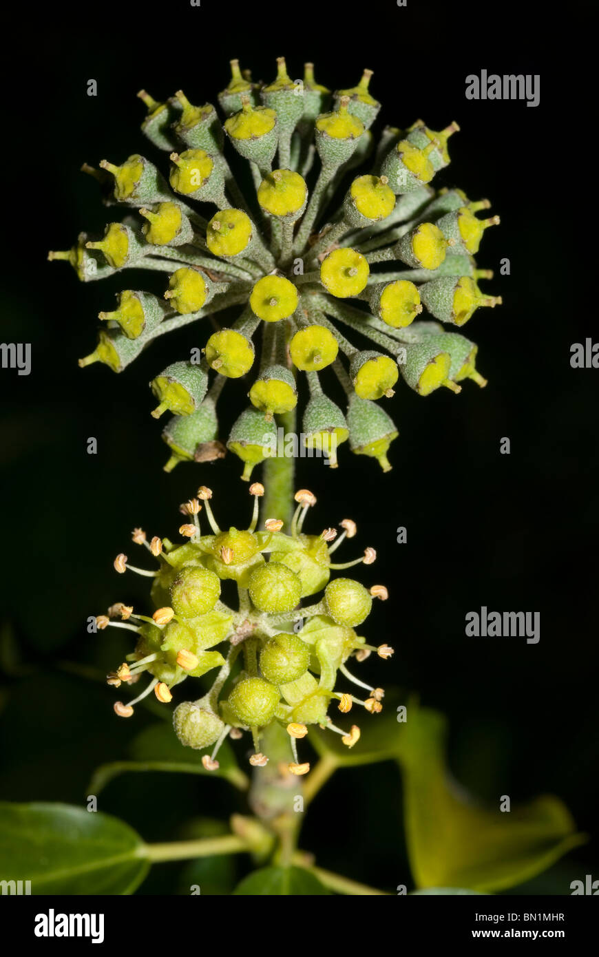 Gemeinsame Blume in Efeu (Hedera Helix) Stockfoto
